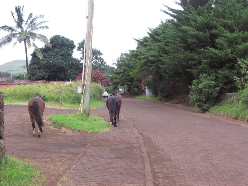 horses horse street hanga roa